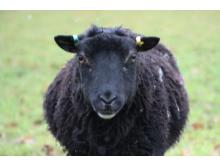 Oreo the Shetland ewe